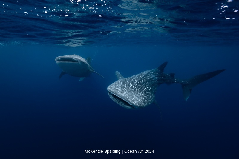 Swimming Through a Starred Sea